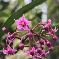 Ardisia gardneri C.B.Clarke